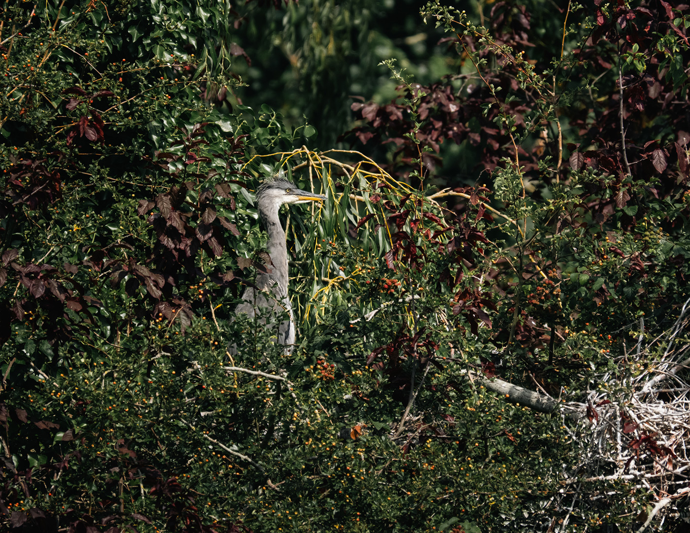 Sample 05 Grey Heron @560mm (with 1.4x teleconverter). Camera settings: 1/800 sec. f/11. ISO 640