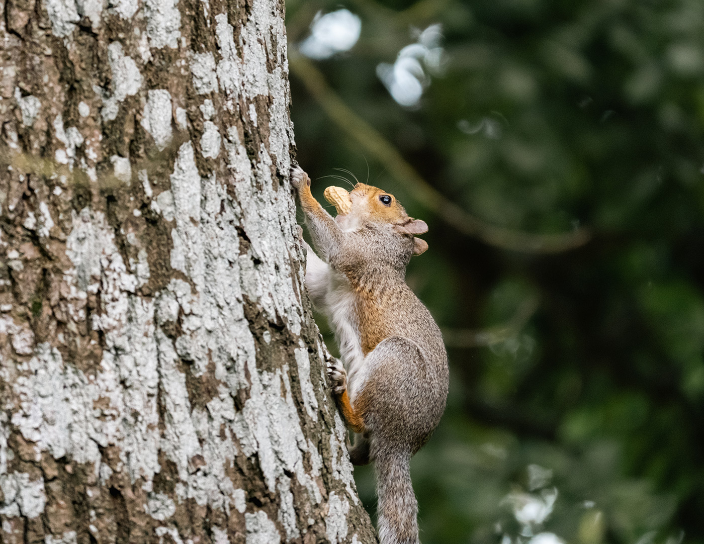 Sample 06 Squirrel @400mm. Camera settings: 1/800 sec. f/8. ISO 4000