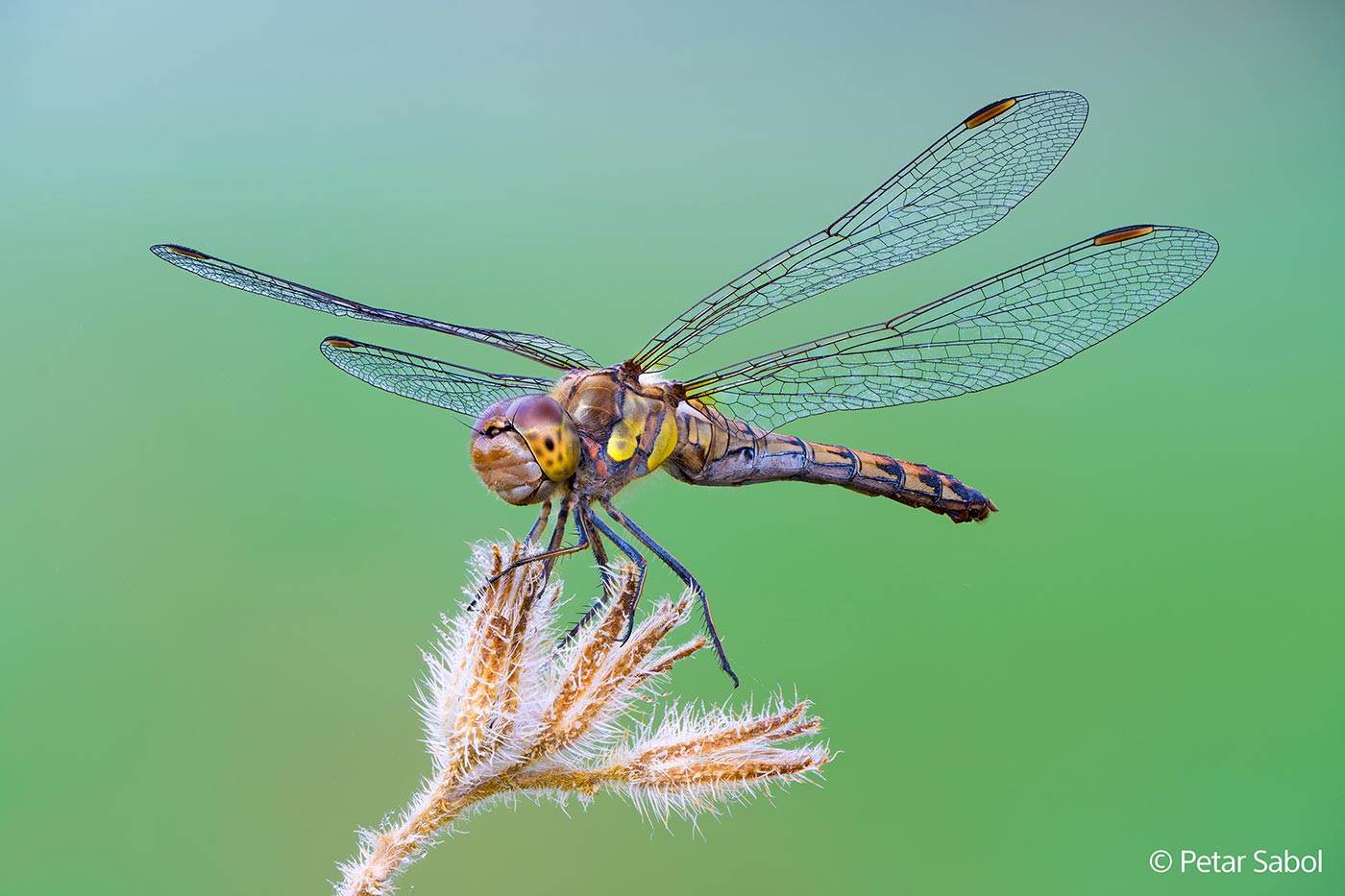 Sample 1 © Peter Sabol. Taken with the Sony A1 II + 2x teleconverter @200mm. Camera settings: 1/30 sec. f/8. ISO 125