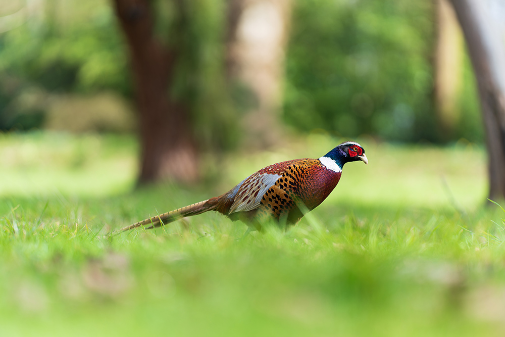 Male pheasant camera settings: Exposure 1/1000 sec. f/1.8. ISO 100