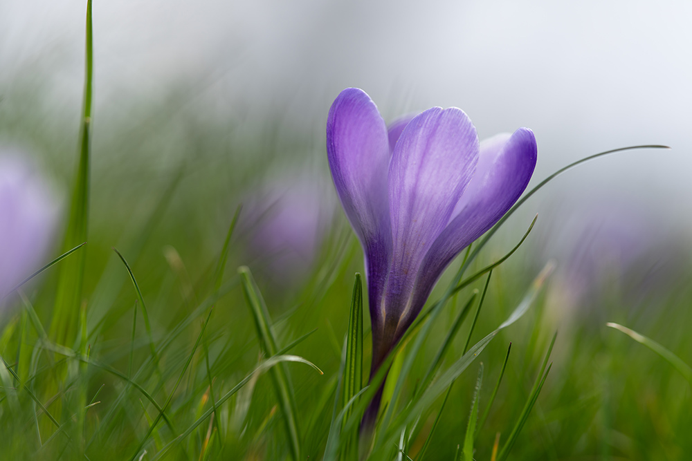 Purple flower camera settings: Exposure 1/1000 sec. f/2.5. ISO 100
