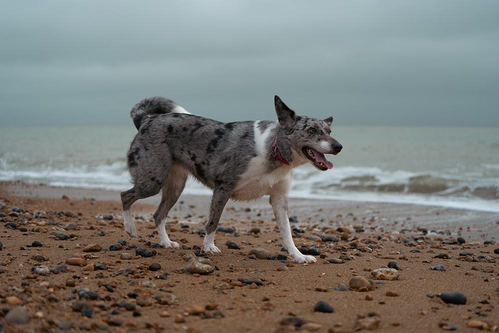 Sample image dog running on beach