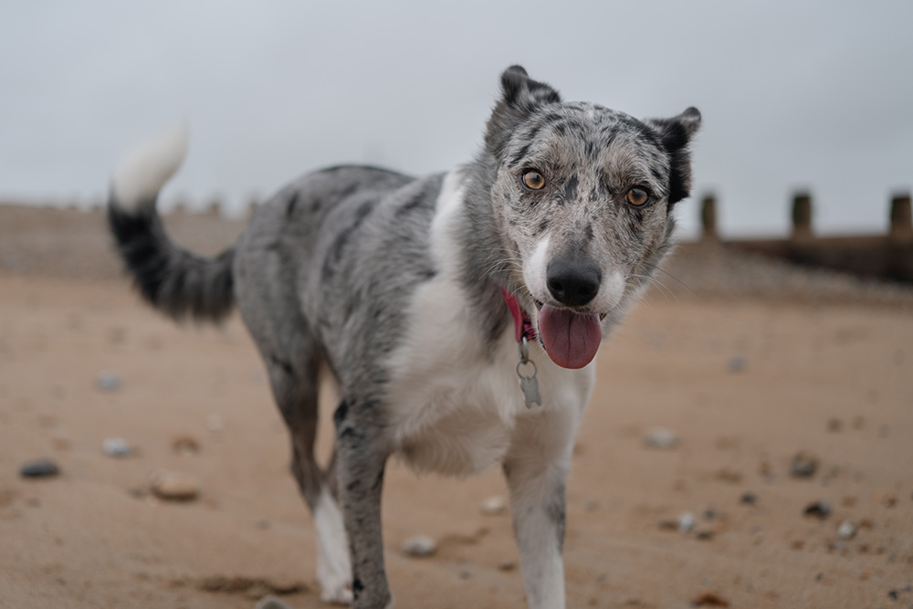 Sample dog on beach Sony 24-50mm lens