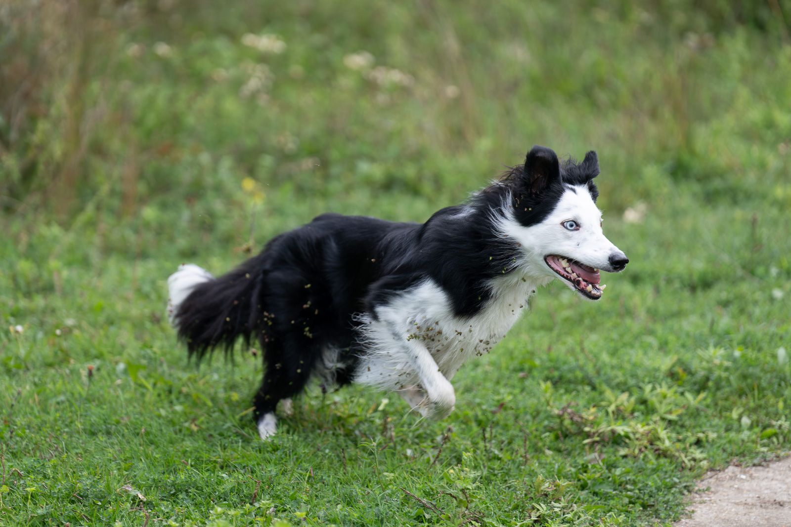 Sample running dog taken with Sony 70-200 GM II lens