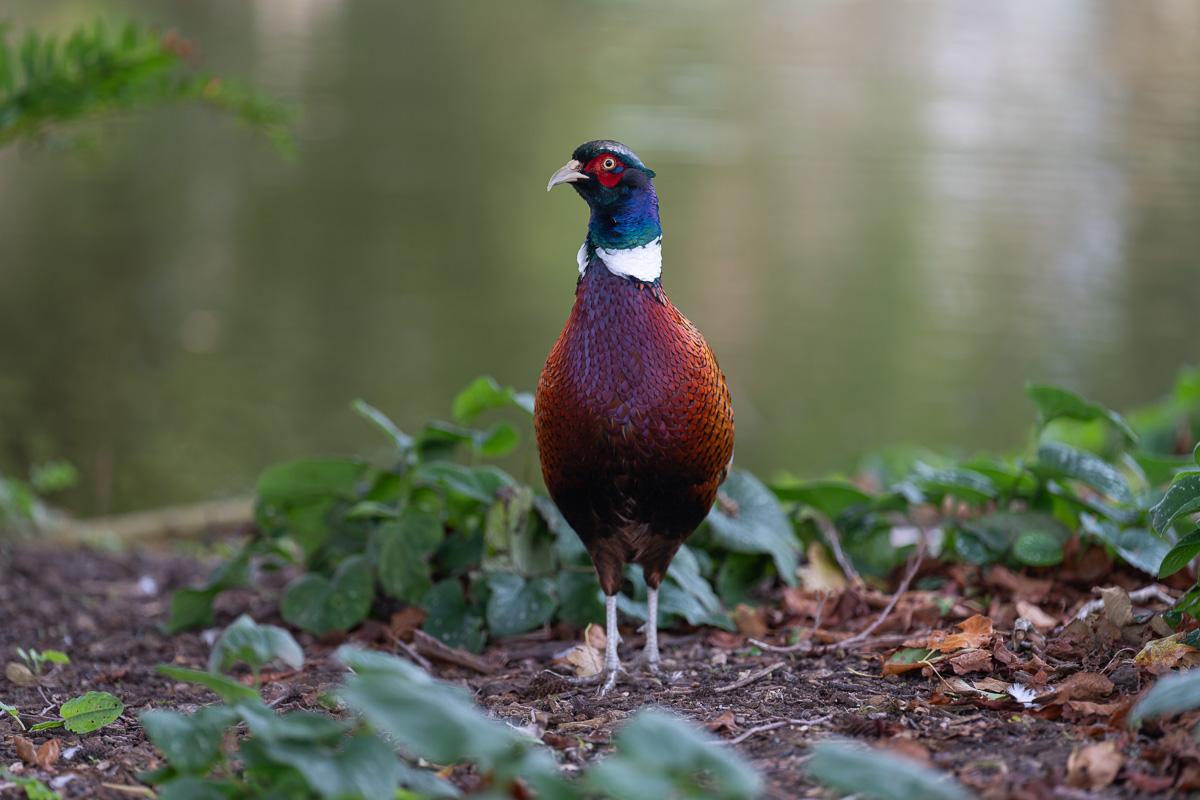 Male pheasant bird photographed with the Sony 70-200 f 2.8 gm ii at 167mm