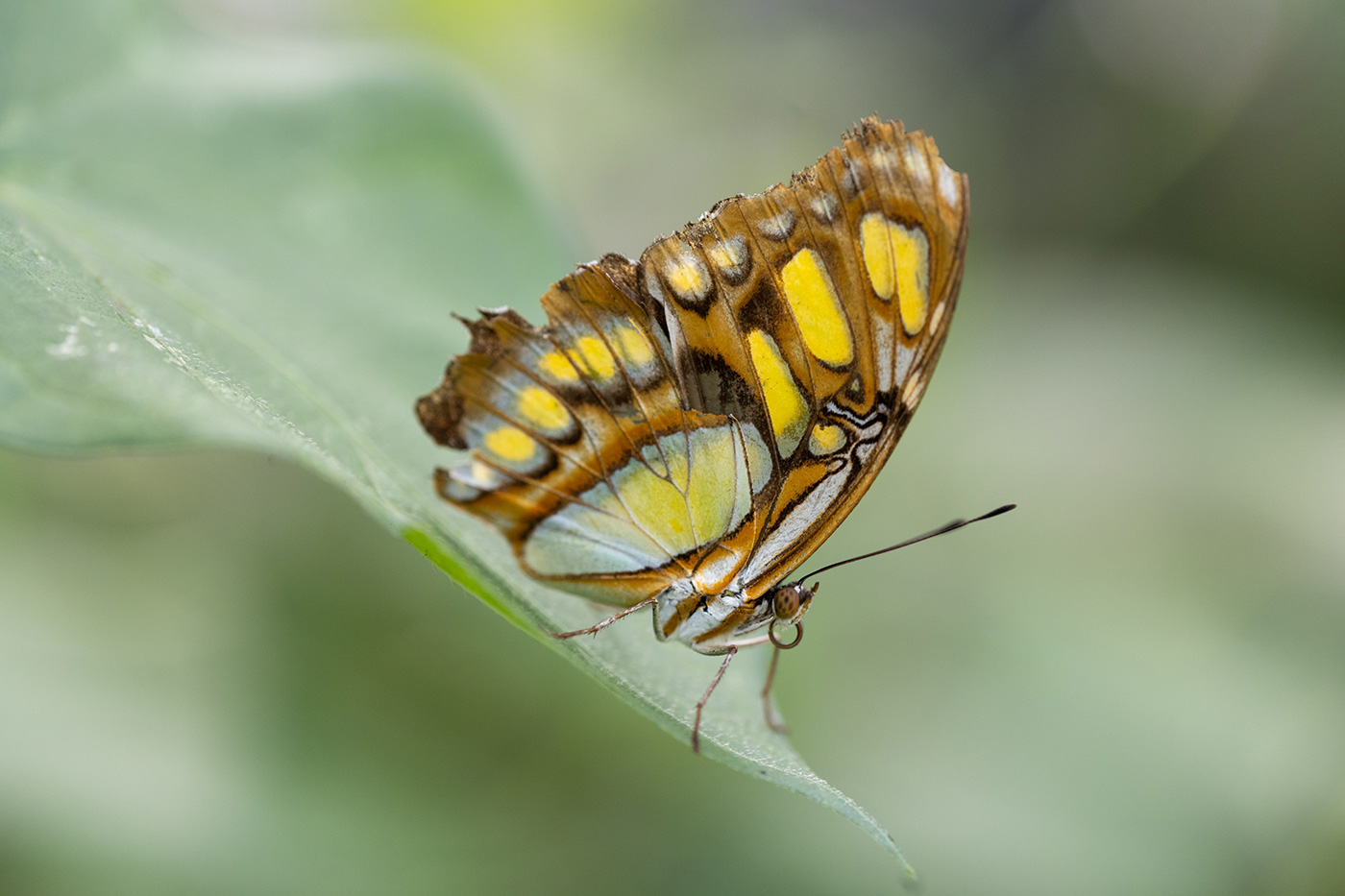 Sample 01 Butterfly close-up at 149mm. Settings: 1/200 sec. f/4.0. ISO 800