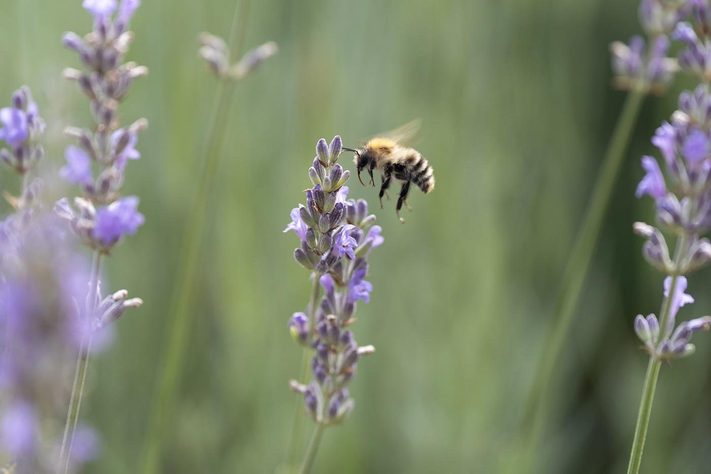 Sample 05 Bee in flight at 164mm. Settings: 1/640 sec. f/4.0. ISO 640