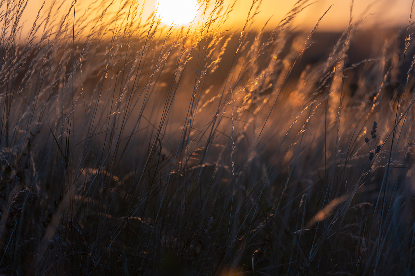 Sample 06 Backlit grasses at 200mm. Settings: 1/200 sec. f/4.0. ISO 100