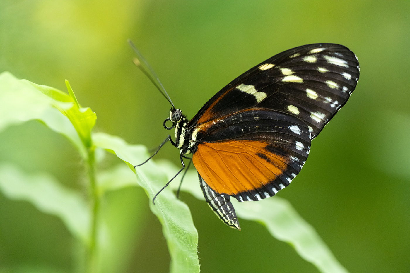 Sample 07 Butterfly at 200mm. Settings: 1/200 sec. f/4.0. ISO 4000