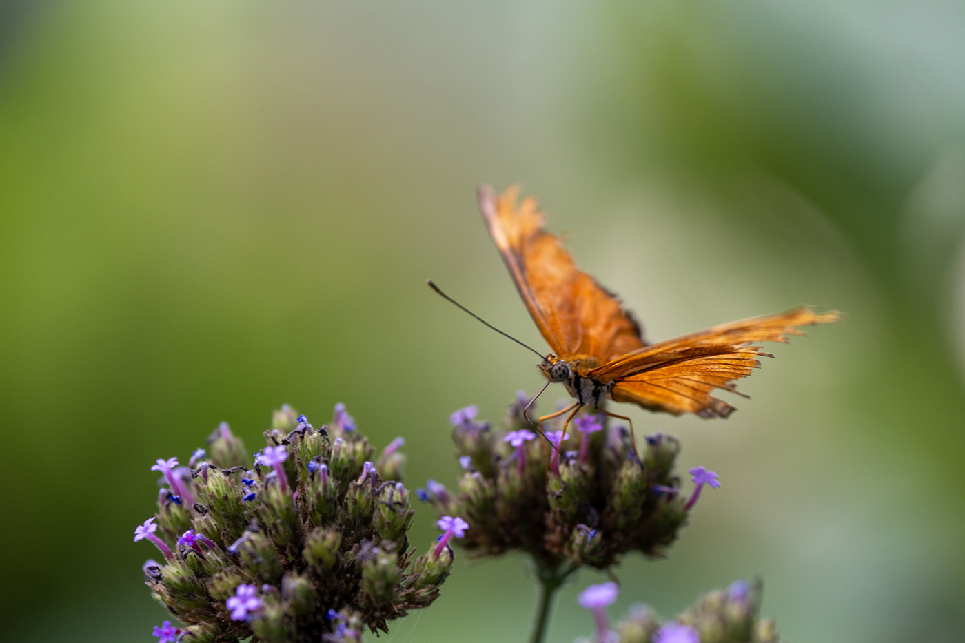 Sample 11 Butterfly feeding on verbena at 200mm. Settings: 1/125 sec. f/4.0. ISO 640