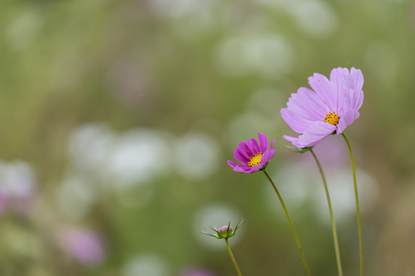 Sample 12 Three flowers at 200mm (slightly cropped). Settings: 1/1000 sec. f/4.0. ISO 500