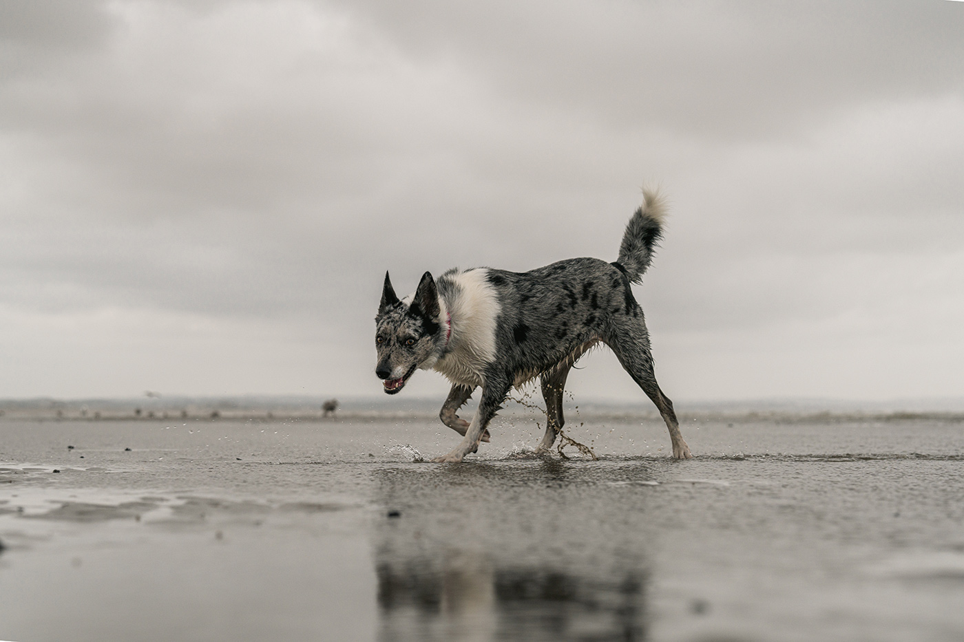 Sample dog on bech with water details Camera settings: 1/800 sec. f/5.6. ISO 200