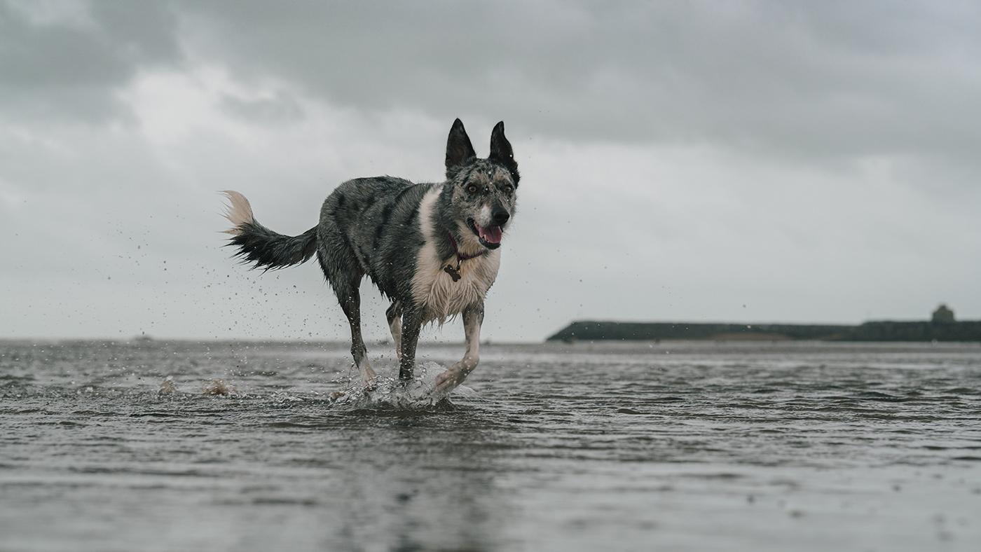 Sample dog running on beach Camera settings: 1/800 sec. f/5.6. ISO 200