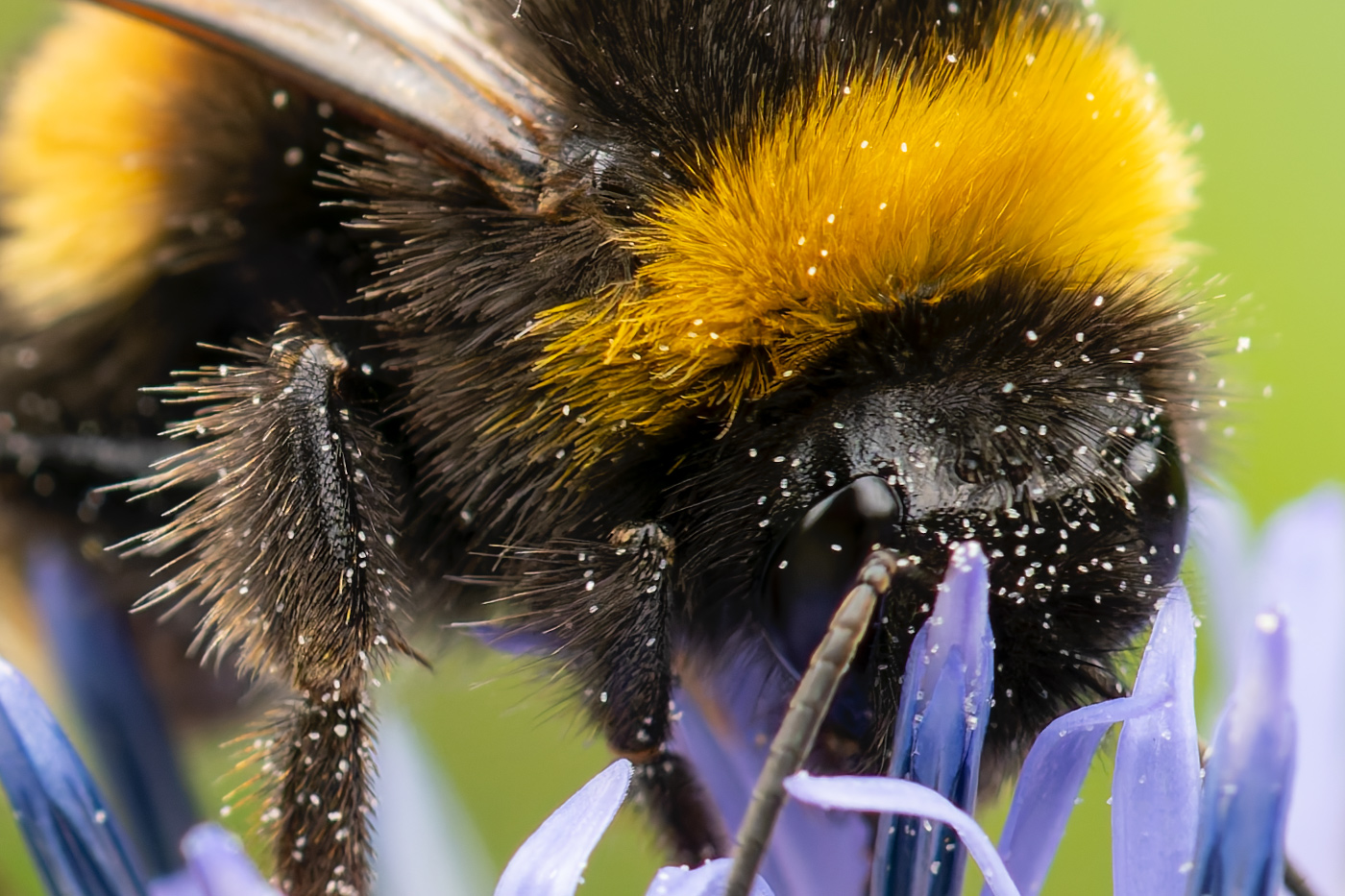 100% crop from previous image of bumble bee