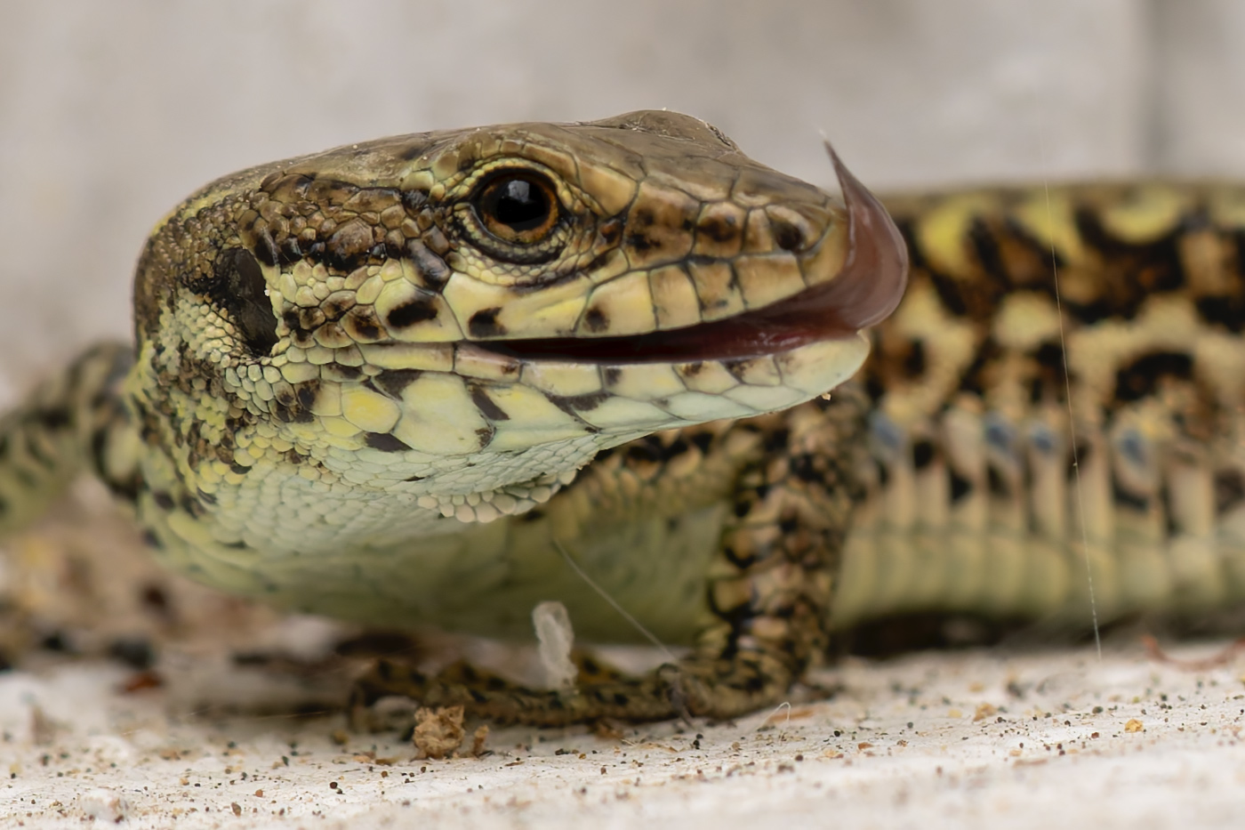 100% crop of lizard photo (see next)