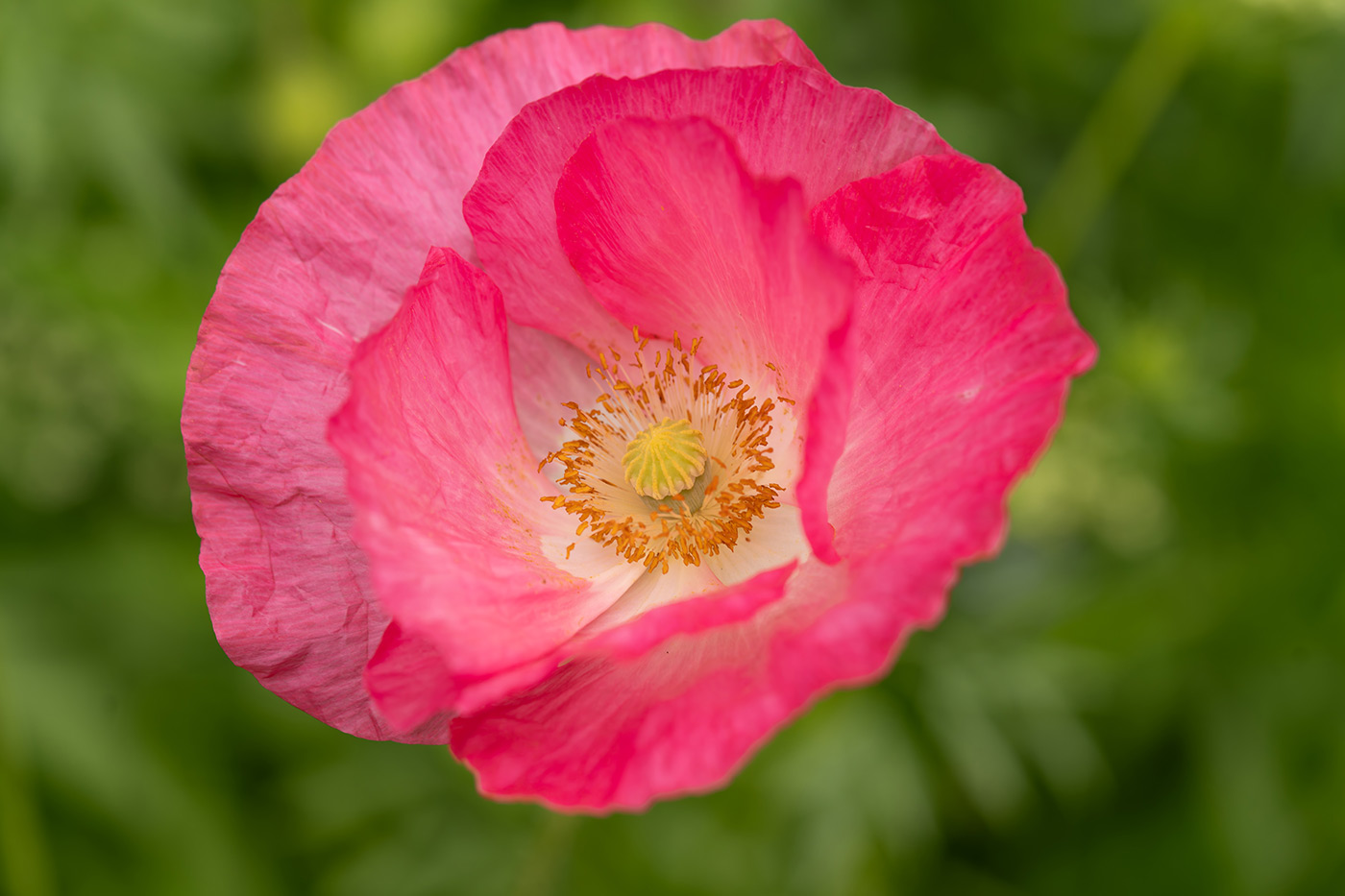 Sample 01 flower. 1/400. f/5. ISO 160