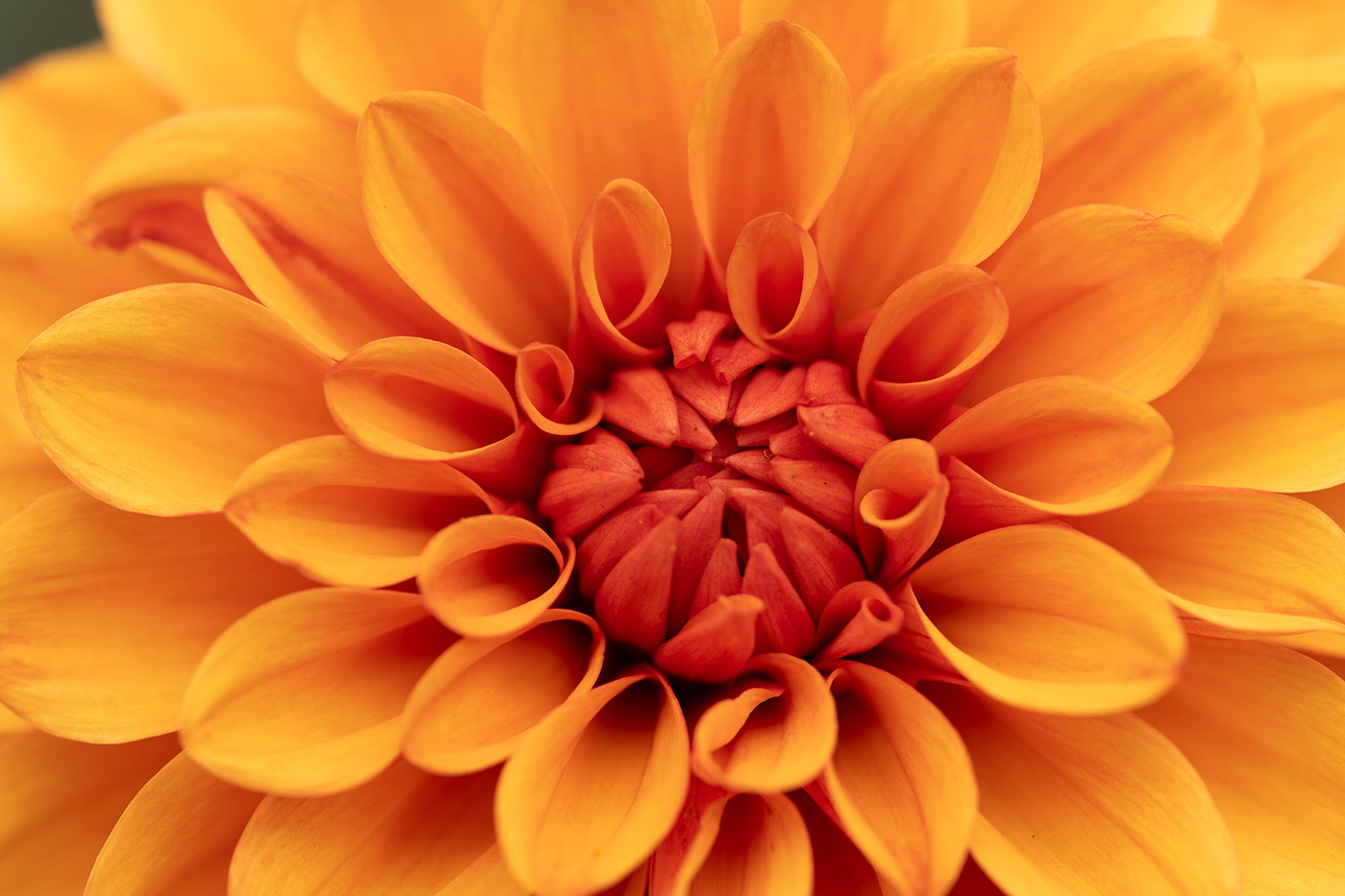 Sample 02 flower. 1/400. f/4.5 ISO 160