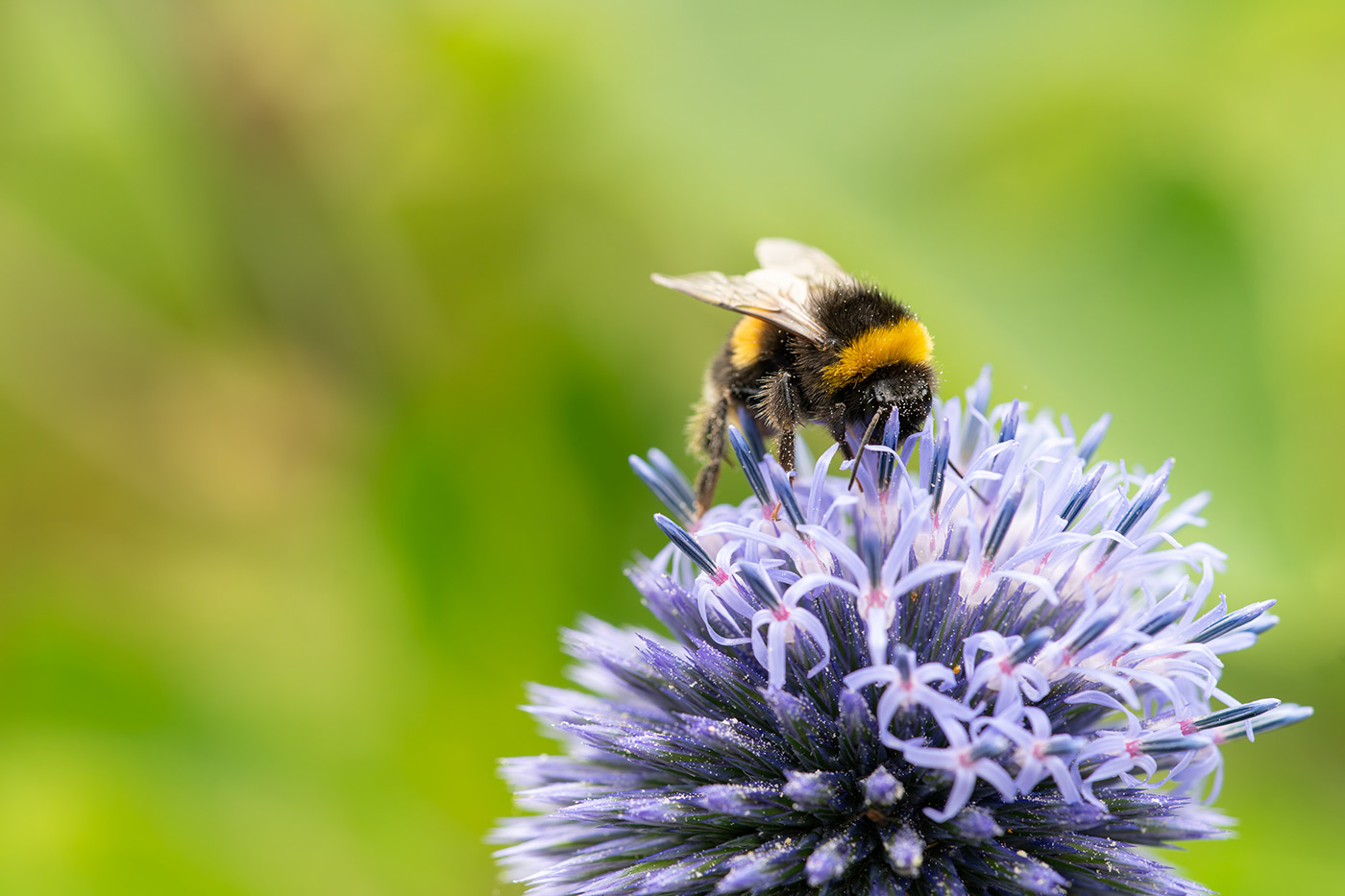 Sample 03 pollinator. 1/400. f/5.6 ISO 1000