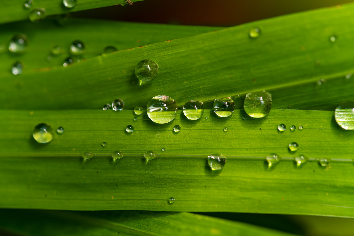 Sample 04 droplets. 1/400. f/4 ISO 2000