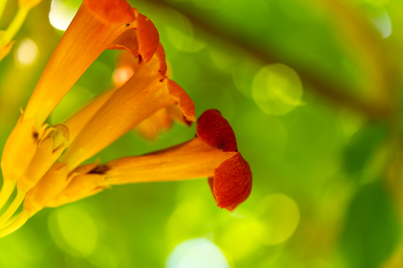 Sample 05 bokeh (wide open). 1/400. f/2.8 ISO 1250