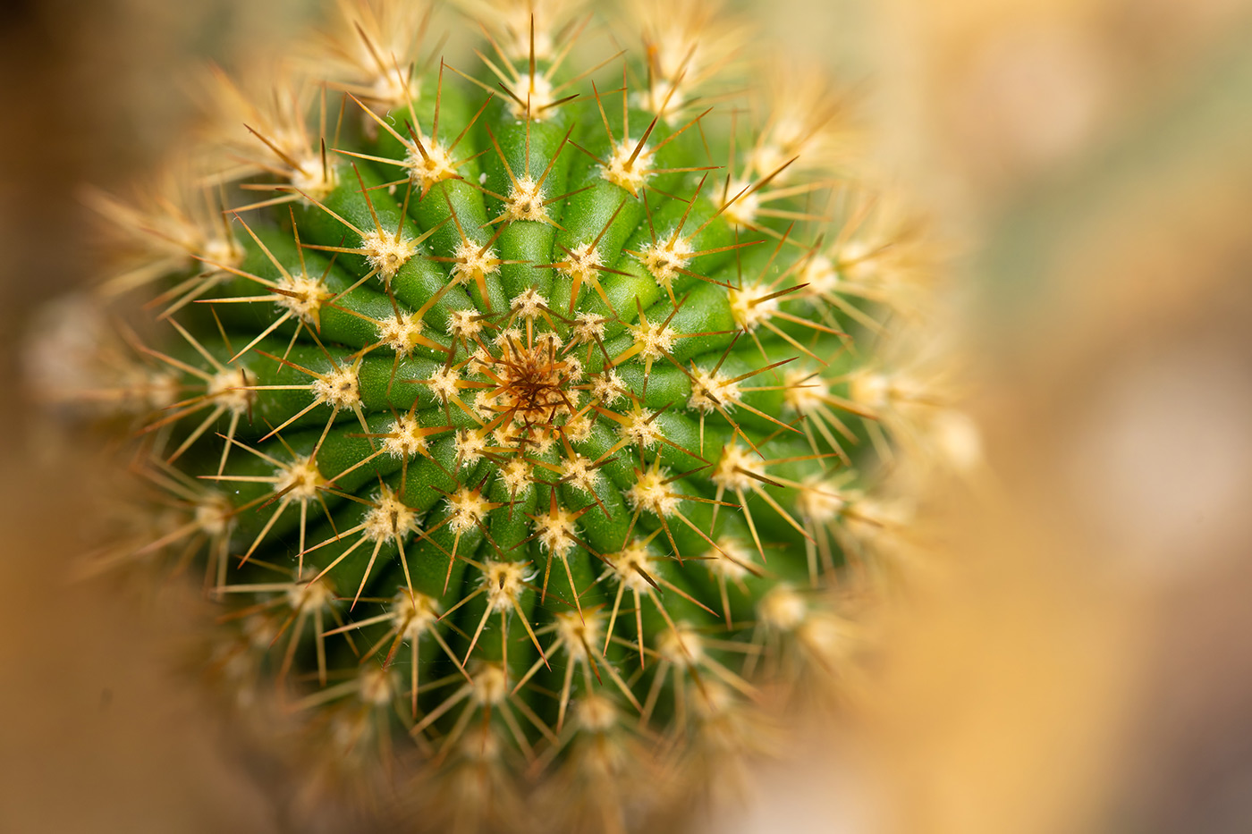 Sample 06 cactus. 1/400. f/5.6 ISO 5000