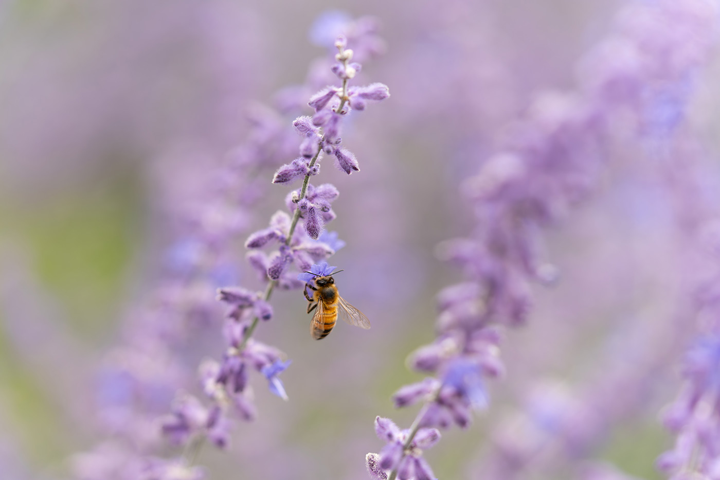 Sample 07 pollinator II. 1/500. f/2.8 ISO 100