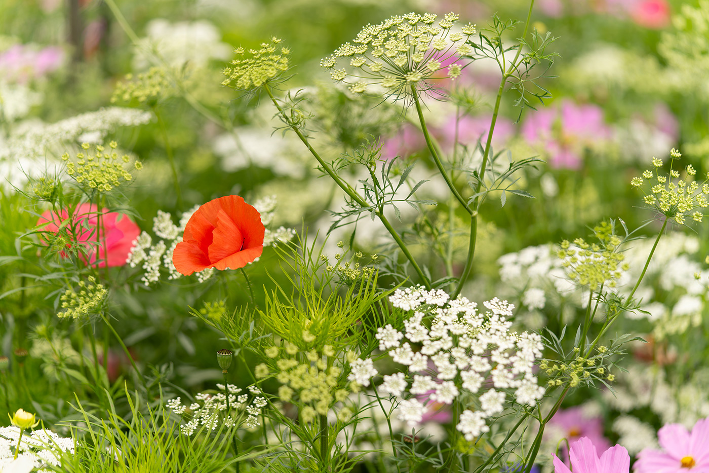 Sample 08 wildflowers. 1/1000. f/2.8 ISO 100