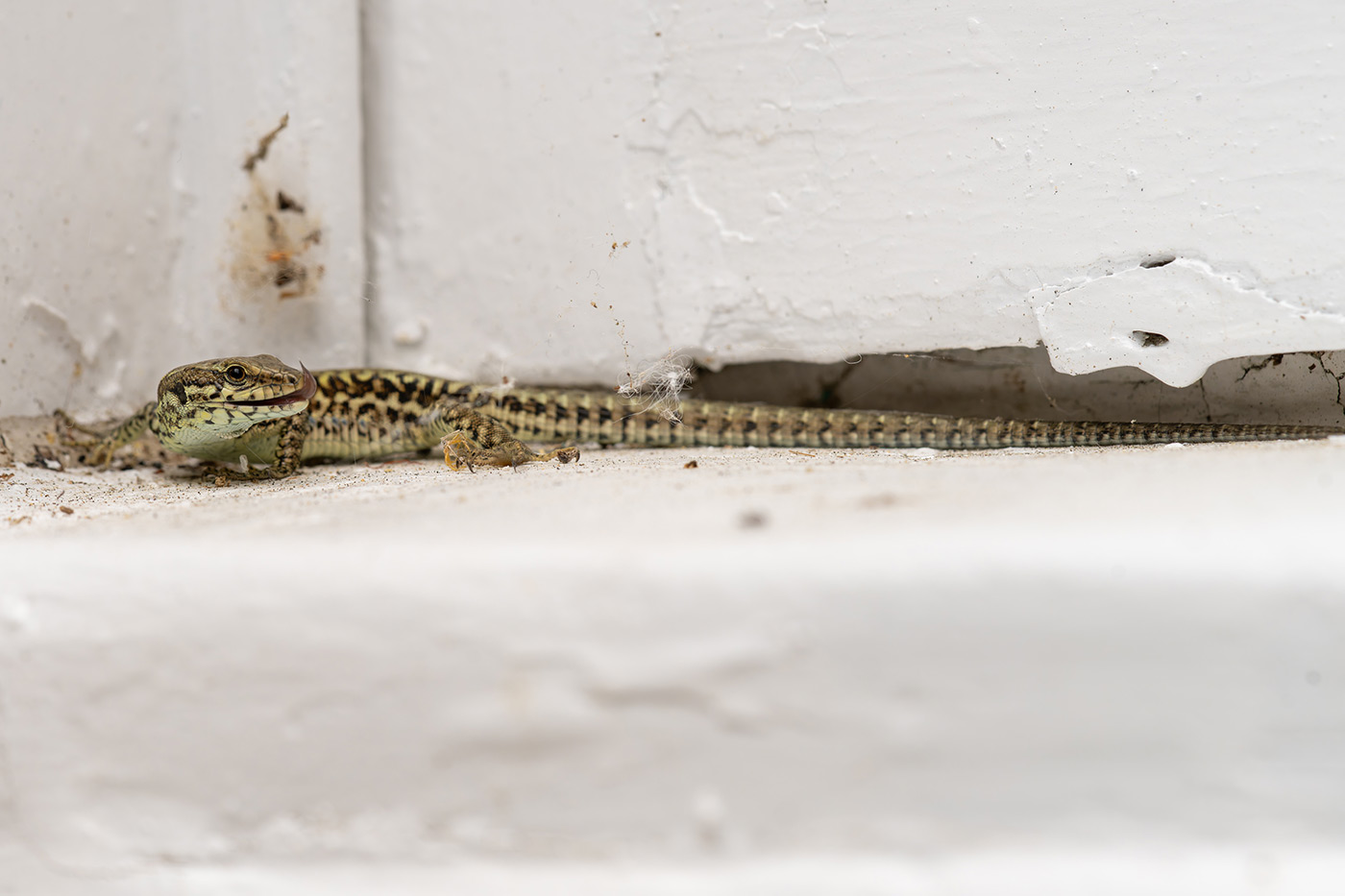Sample 09 lizard. 1/400. f/8 ISO 320