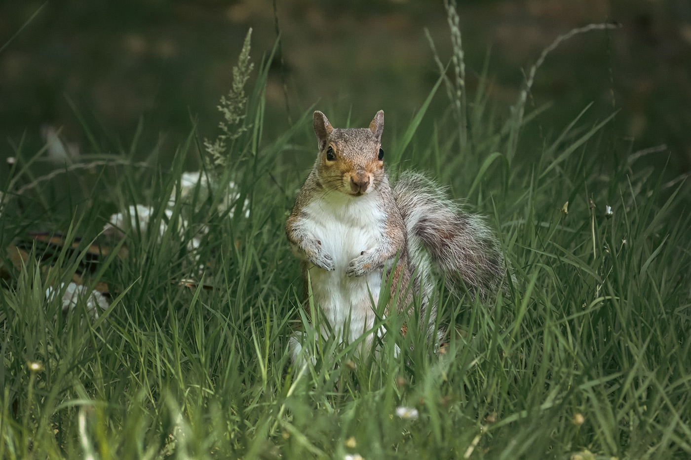 Sample 01 Squirrel @210mm. Camera settings: 1/1000 sec. f/4.0. ISO 2000