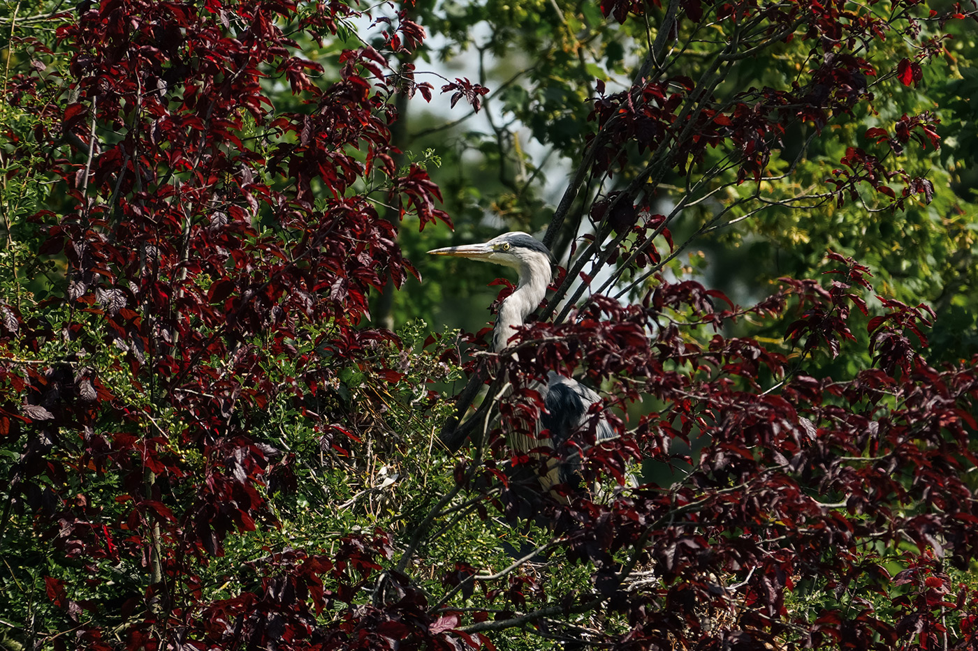 Sample 02 Heron @210mm. Camera settings: 1/640 sec. f/4.0. ISO 100 – Sample by Gareth