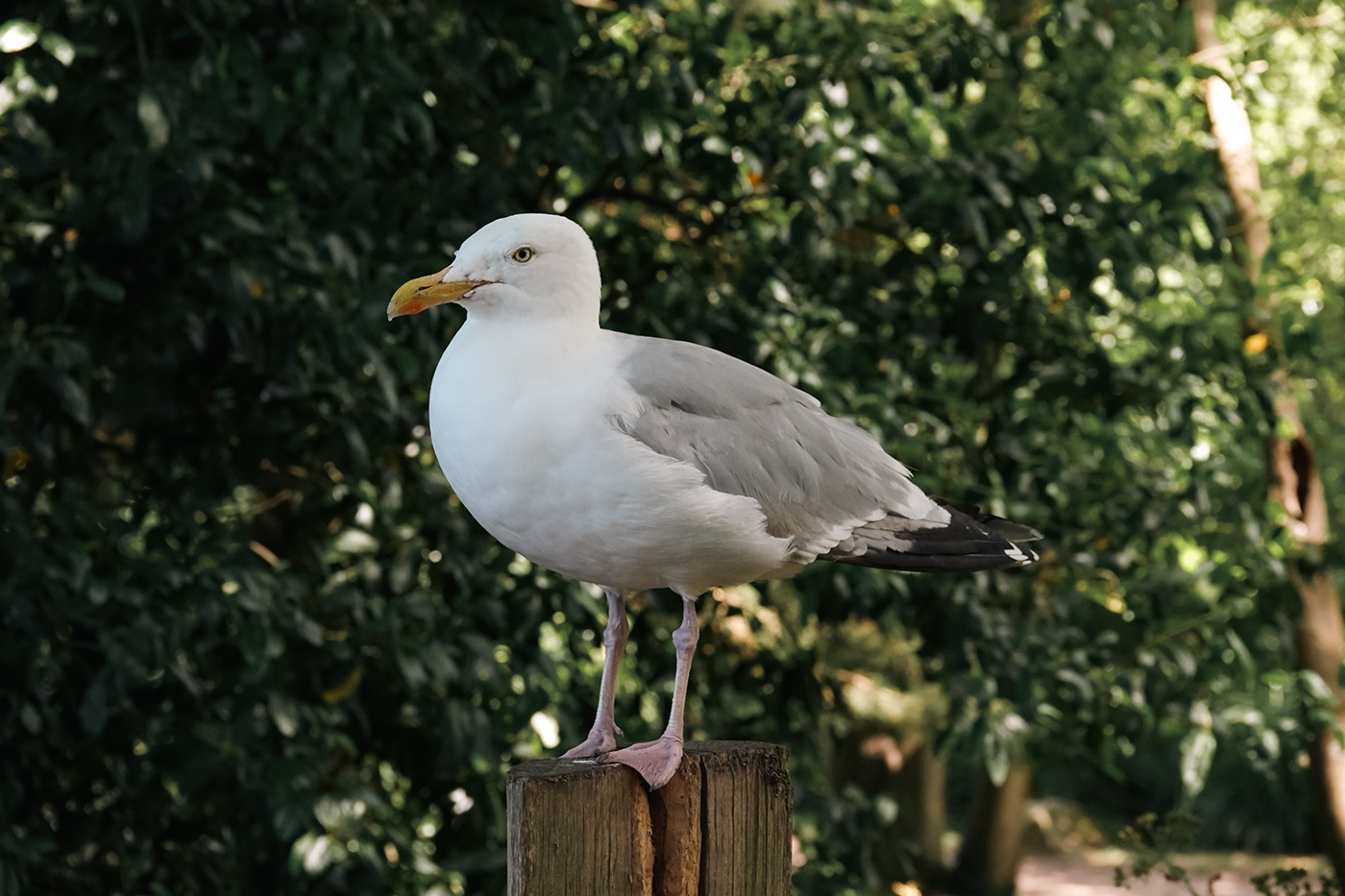 Sample 03 Seagull @33mm. Camera settings: 1/250 sec. f/4.0. ISO 800 – Sample by Gareth