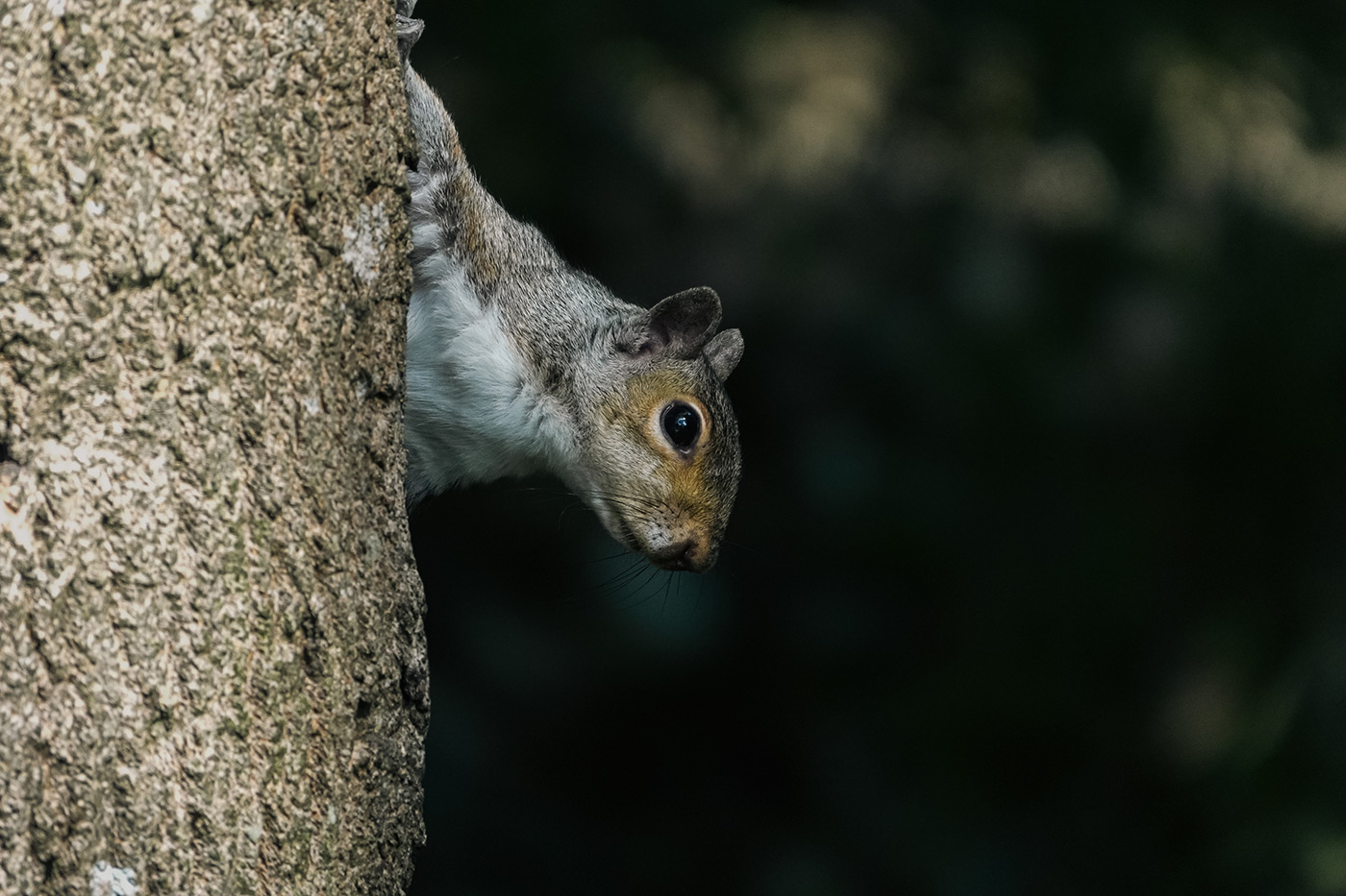 Sample 04 Squirrel @210mm. Camera settings: 1/1000 sec. f/4.0. ISO 640 – Sample by Gareth