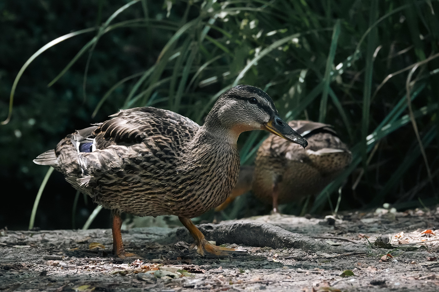 Sample 05 Ducks @44mm. Camera settings: 1/1000 sec. f/4.0. ISO 2500 – Sample by Gareth