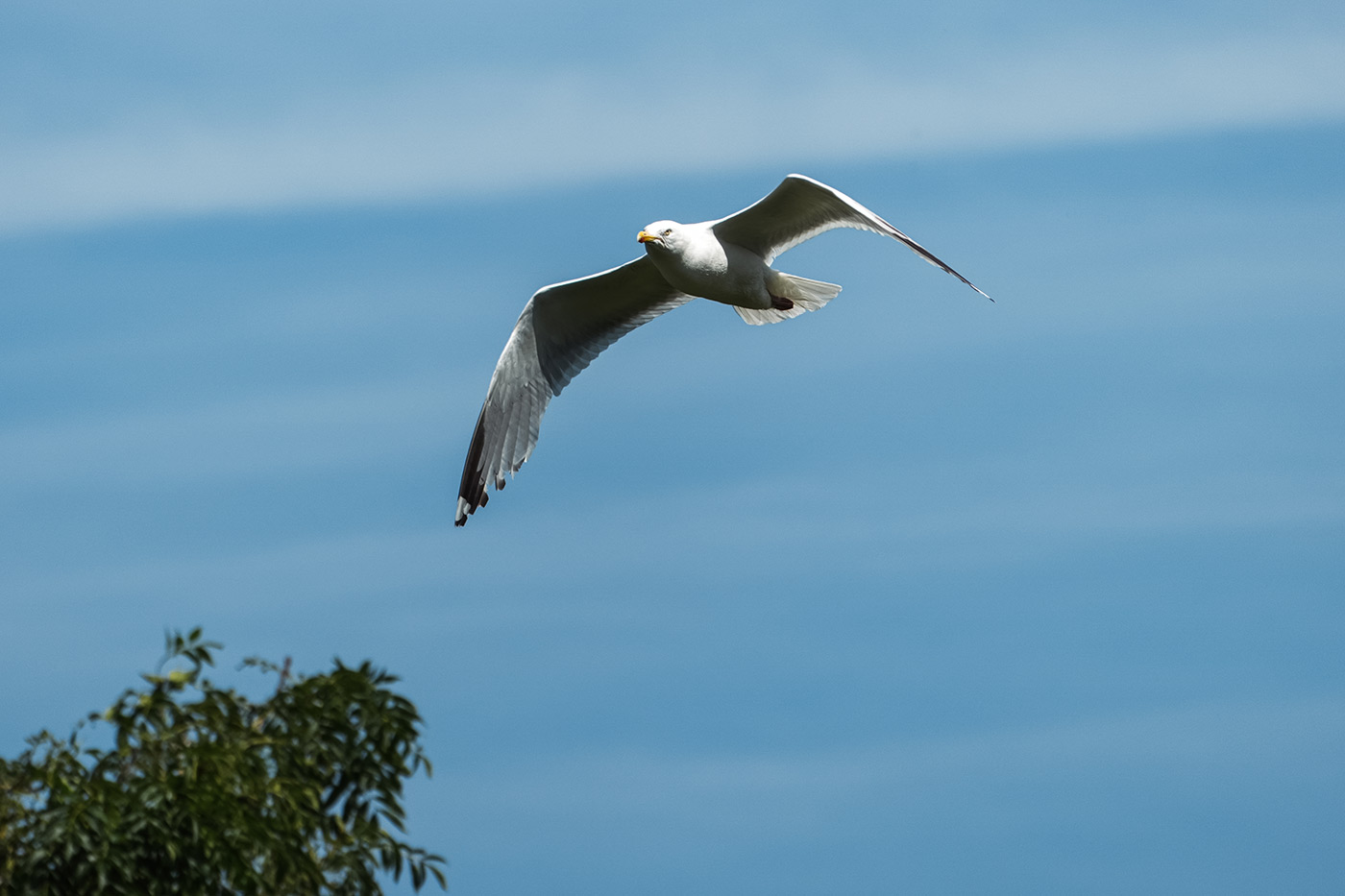 Sample 06 Seagull in flight @210mm. Camera settings: 1/250 sec. f/4.0. ISO 100 – Sample by Gareth