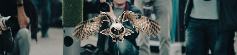 Owl image from Wildlife Day