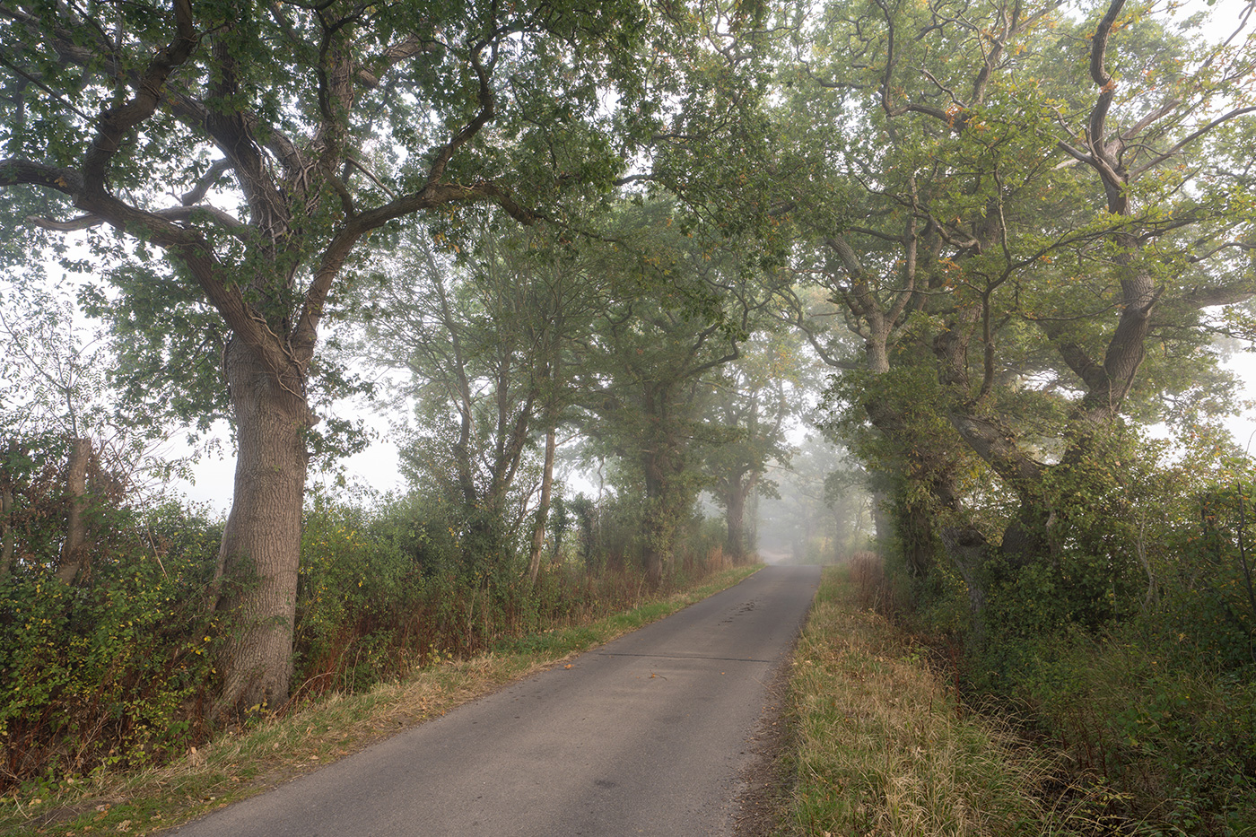 Sample 02 Tree lined foggy road at 20mm. Camera settings: 1/10 sec. f/5.6. ISO 100.
