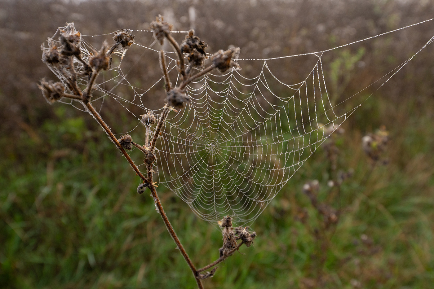 Sample 04 Dew Drops on a Spider’s Web at 18mm (very slight crop to remove sky). Camera settings: 1/500 sec. f/4. ISO 400.