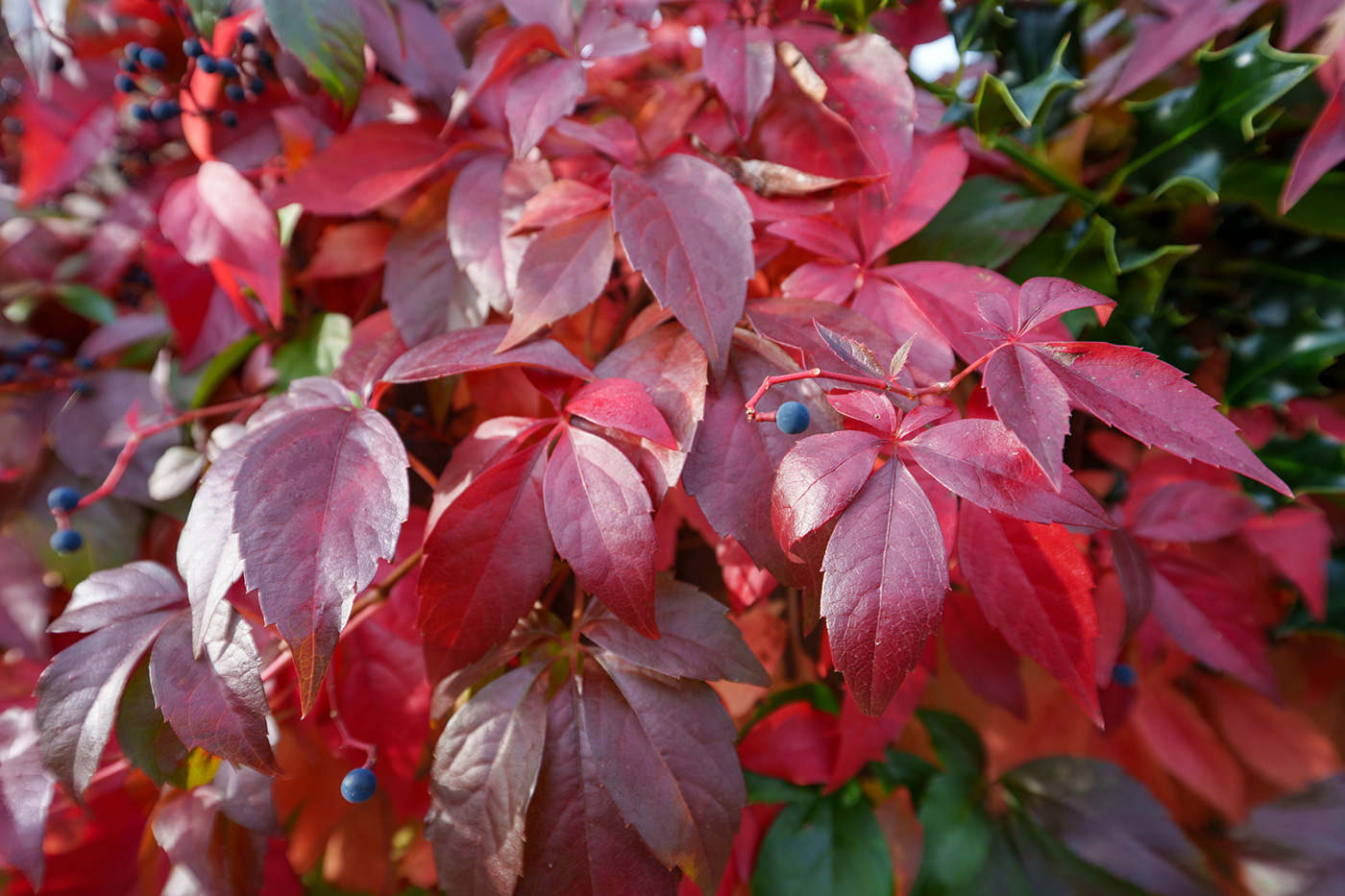 Sample 12 Autumn colour close-up at 20mm. Camera settings: 1/250 sec. f/4.5. ISO 320.