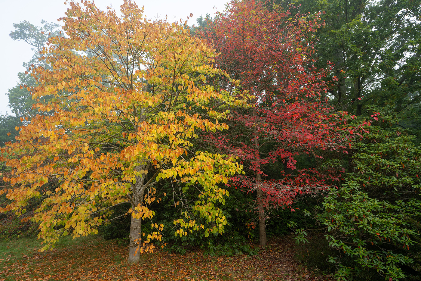 Sample 14 Pure autumn tree colours at 20mm. Camera settings: 1/250 sec. f/4. ISO 200.