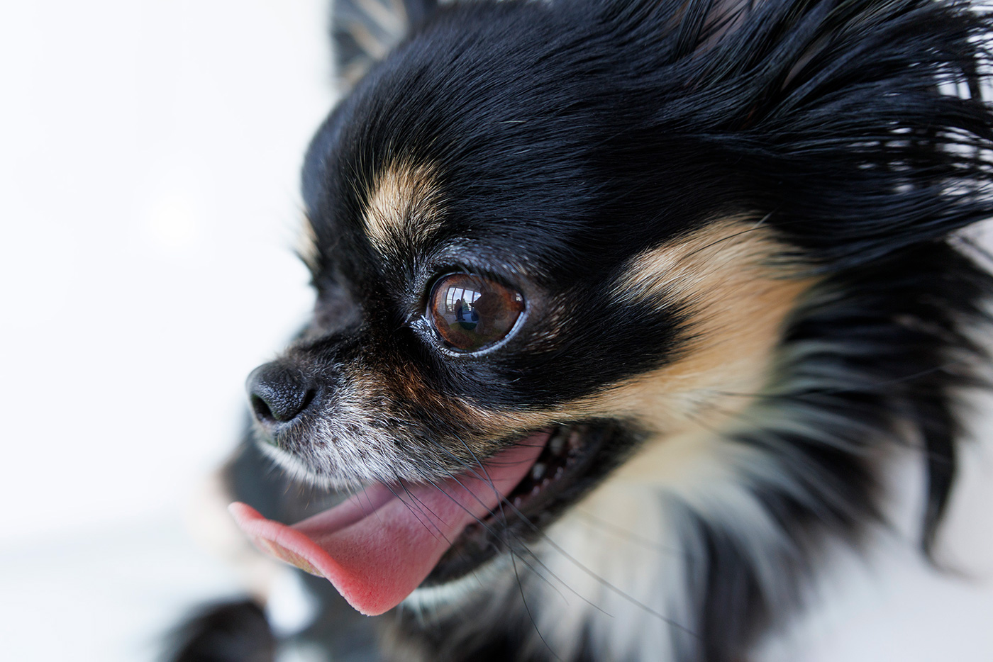 Close-up of dog from previous image