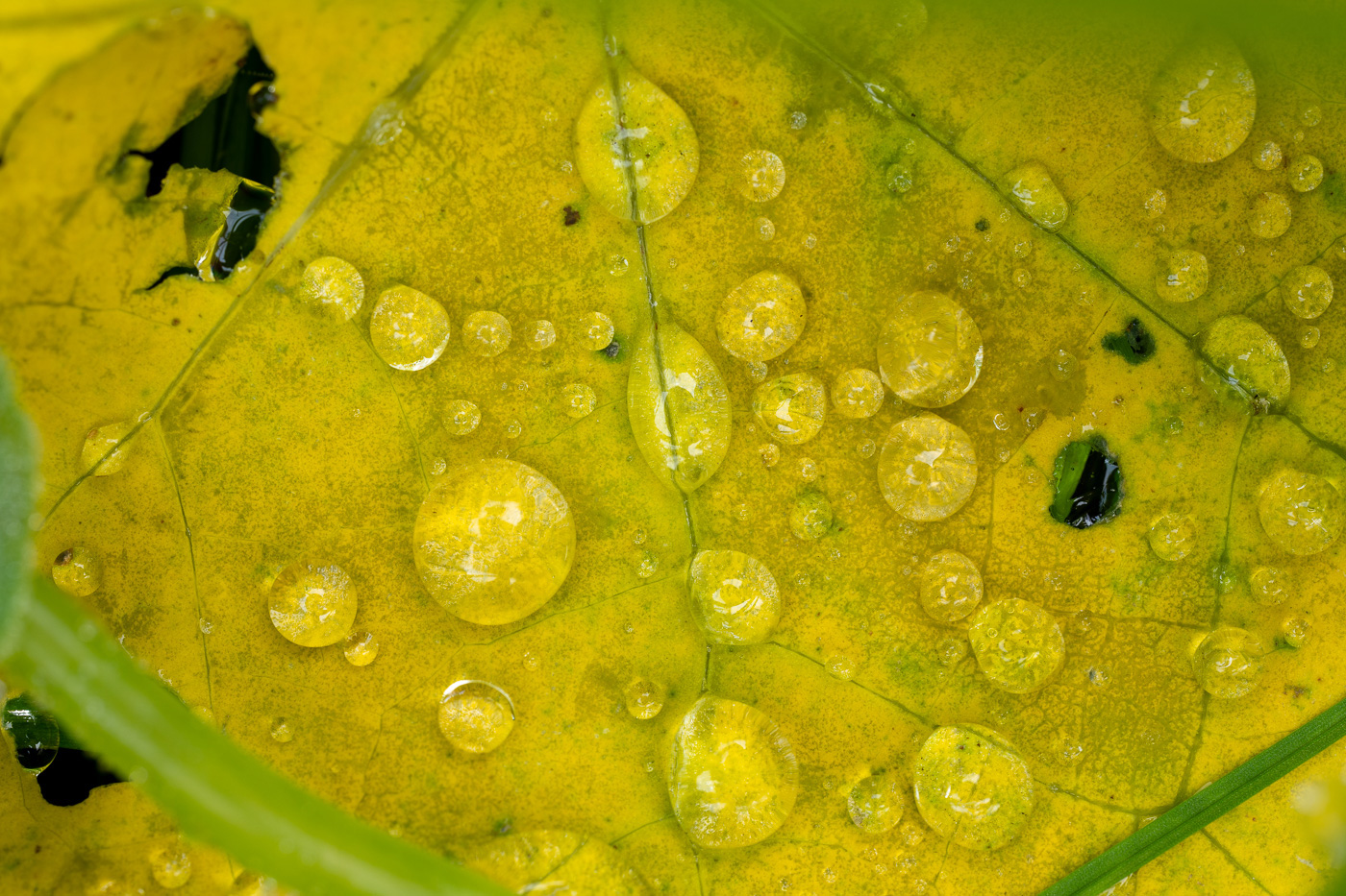 Droplets on a leaf captured with the Tamron 90mm macro lens on Sony E