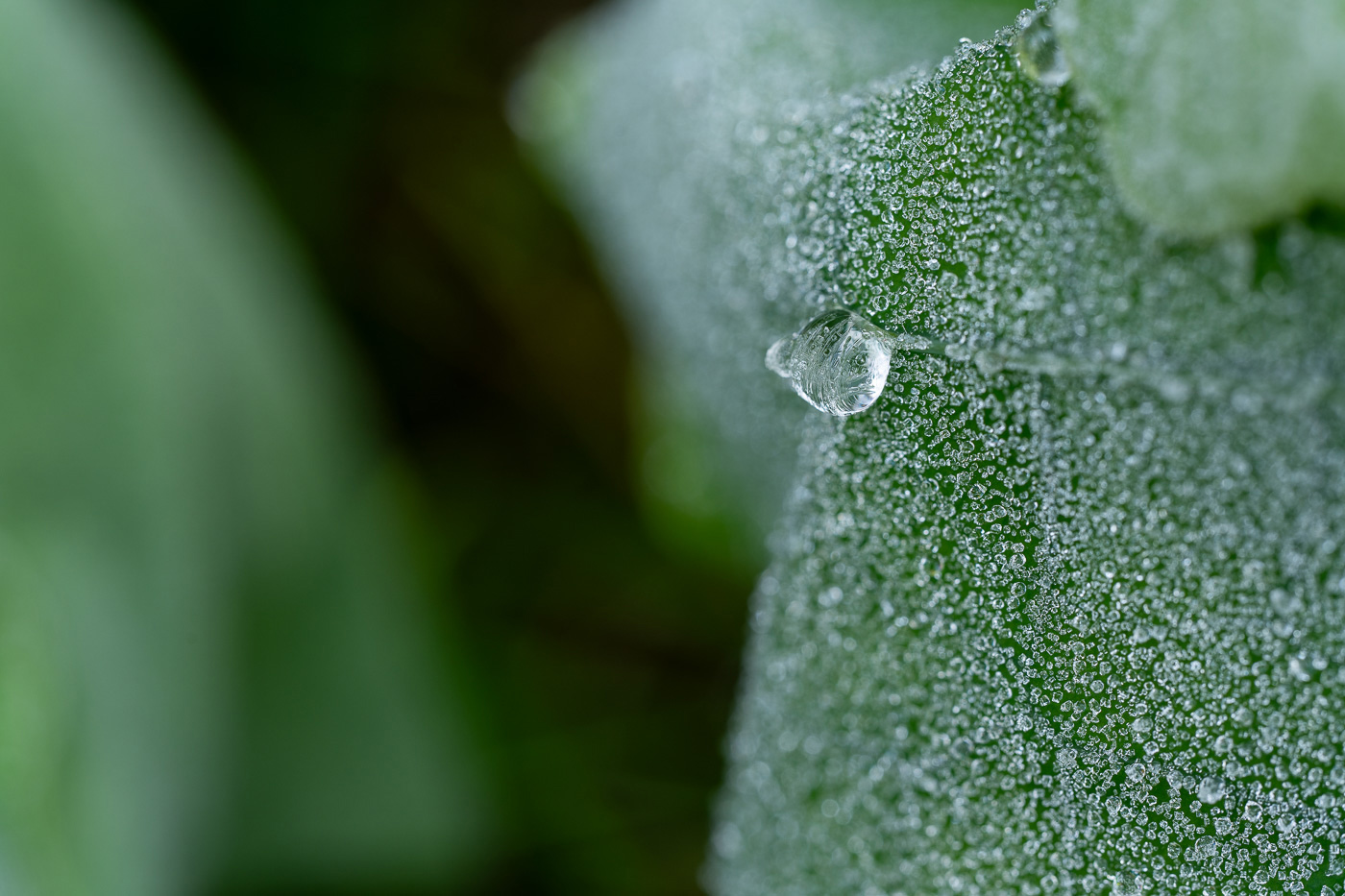 Frozen water droplet on a leaf captured by the Tamron 90mm lens