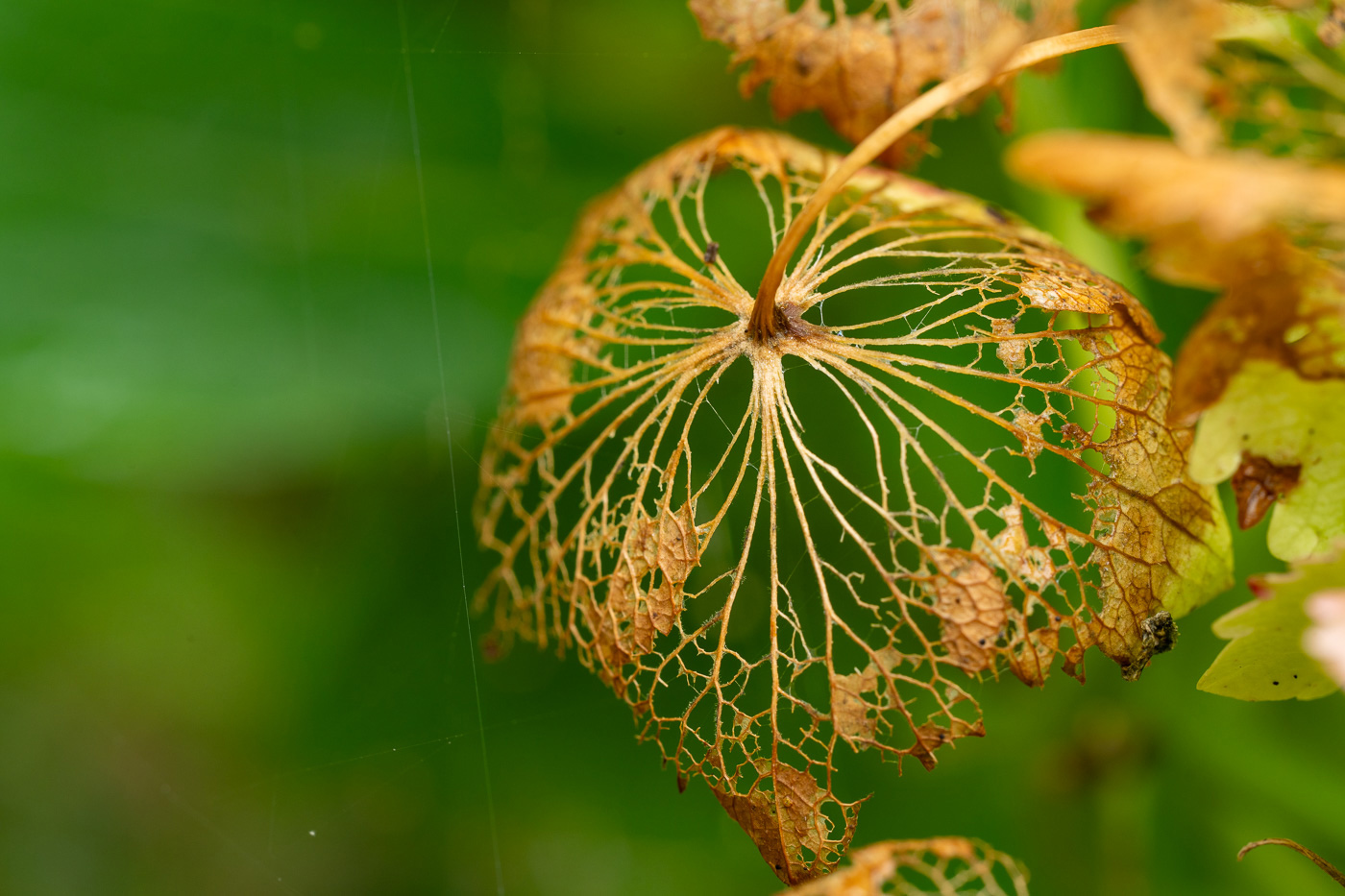 Incredible details of a leaf deaying