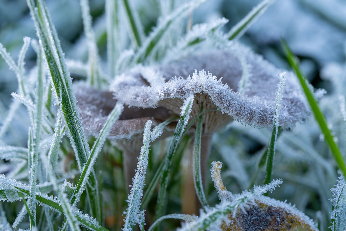 Frozen mushroom with ice crystals