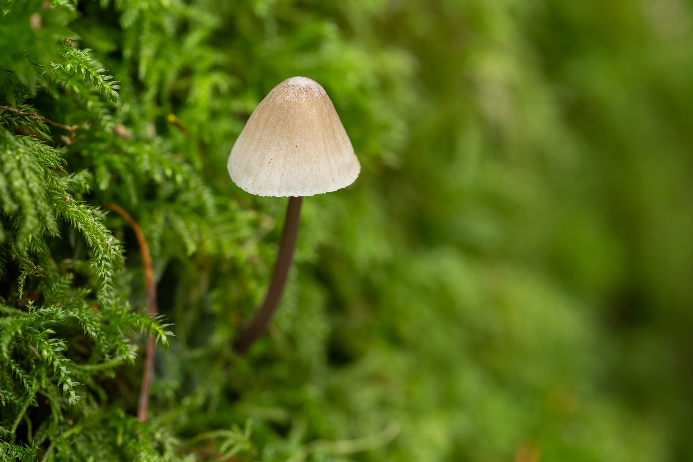 Classic macro mushroom shot with Tamron 90mm VXD lens