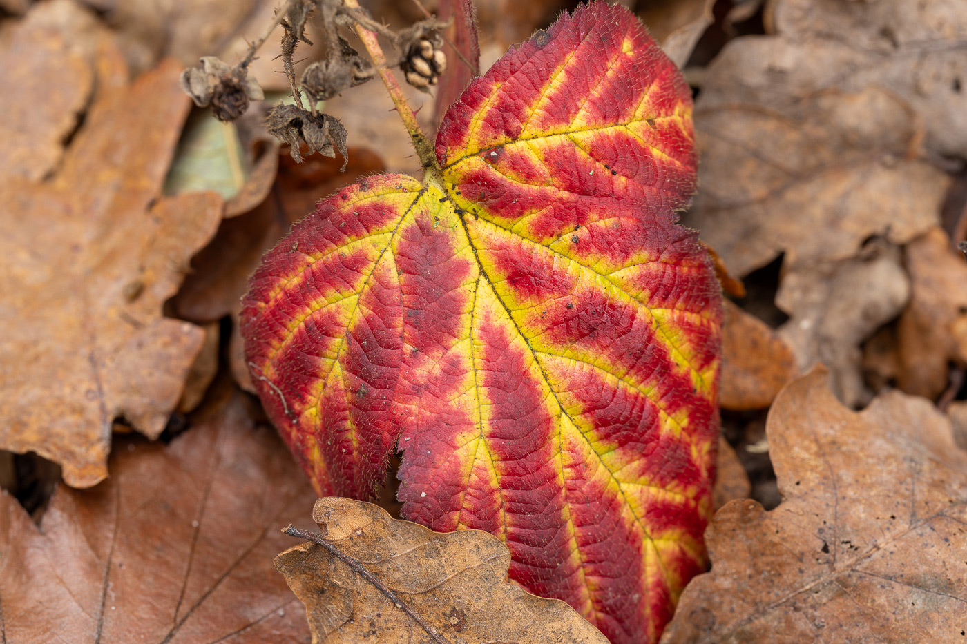 Red leaf macro shot