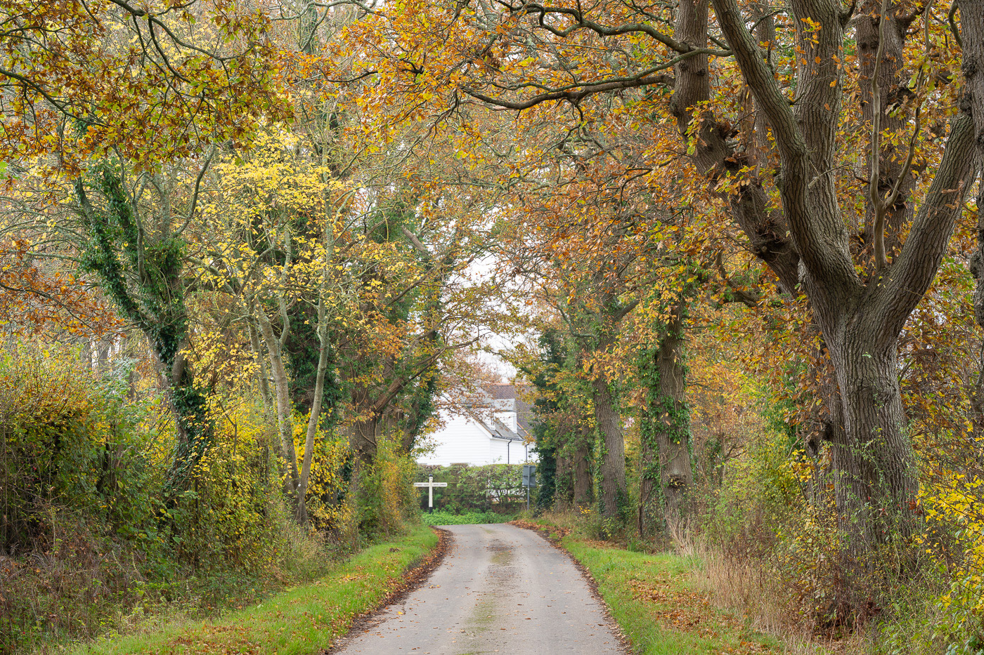 Telephoto shot of a tree-lined road in autumn with the 90mm prime lens