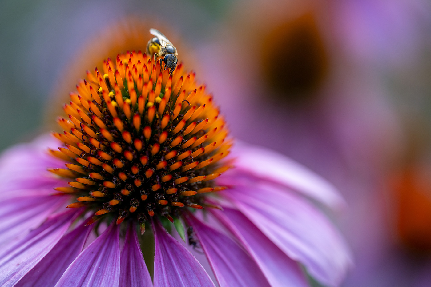 close-up sample image of a bee on flower - no EXIF data