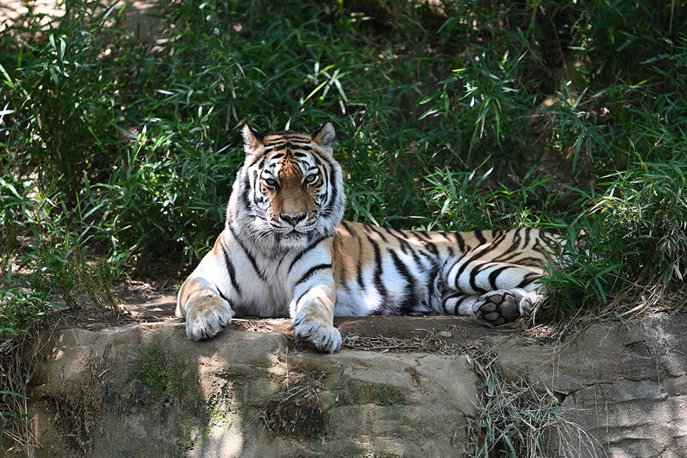 Example image of tiger taken with Z 1.4x TC