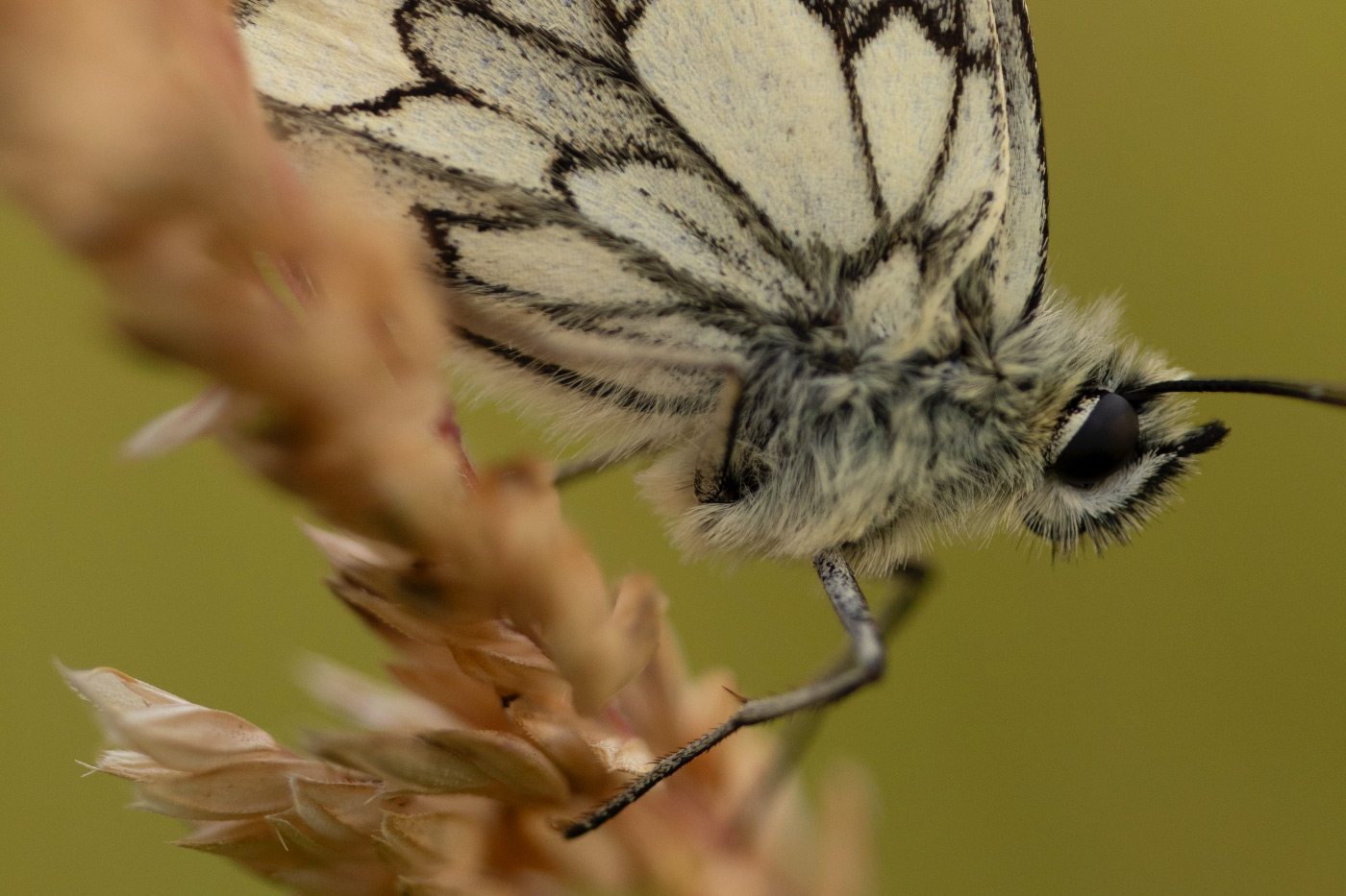 Unedited 100 percent crop of a macro butterly